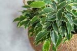 Ficus Benjamina Danielle - Ø21cm - ↕95cm - Imagen 5