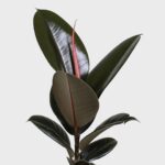 Ficus Elastica Abidjan - Ø14cm - ↕45cm - Imagen 4