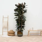 Ficus Elastica Abidjan - Ø14cm - ↕45cm - Imagen 3
