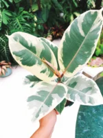 Ficus Elastica Tineke - Ø17cm - ↕50cm - Imagen 6
