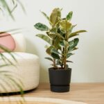 Ficus Elastica Tineke - Ø14cm - ↕45cm - Imagen 2