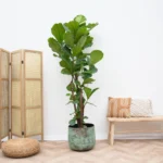 Ficus Lyrata ramificado - 150 cm - ø24 - Imagen 5