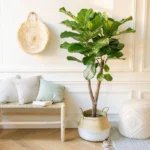 Ficus Lyrata árbol - 160 cm - ø30 - Imagen 4