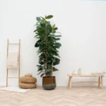 Ficus Elastica Robusta - Ø17cm - ↕55cm - Imagen 8