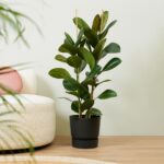Ficus Elastica Belize (R) - Ø14cm - ↕45cm - Imagen 2