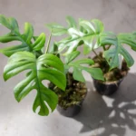 Oferta combinada - Monstera Pertusum XL incluyendo elho Jazz Round rojo Ø26 - 120 cm - Imagen 4