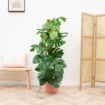 Oferta combinada - Monstera Pertusum XL incluyendo elho Jazz Round rojo Ø26 - 120 cm - Imagen 5