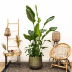 Strelitzia Nicolai incluyendo elho Greenville Round blanco - 180 cm - Ø30 - Imagen 2