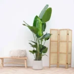 Strelitzia Nicolai incluyendo elho Greenville Round blanco - 180 cm - Ø30 - Imagen 3