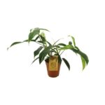 Philodendron 69686 "bette waterbury" - Ø15cm - ↕50cm