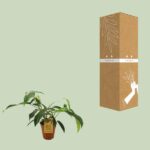 Philodendron 69686 "bette waterbury" - Ø15cm - ↕50cm - Imagen 3