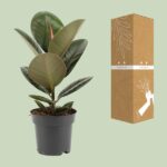 Ficus Elastica Robusta - Ø14cm - ↕45cm - Imagen 3