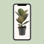 Ficus Elastica Robusta - Ø14cm - ↕45cm - Imagen 4