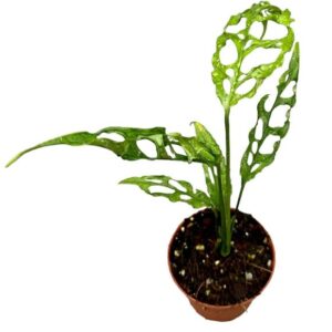 Monstera Obliqua Peru - Ø9cm - ↕20cm