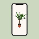 Yucca - Ø14cm - ↕60cm - Imagen 4