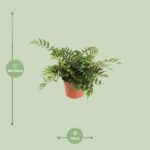 Cyrtomium Fortunei Clivicola - Ø24cm - ↕45cm - Imagen 2