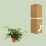 Cyrtomium Fortunei Clivicola - Ø24cm - ↕45cm - Imagen 3