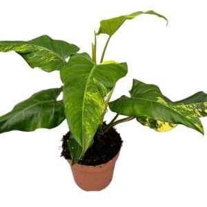 Philodendron Domesticum Variegata - Ø17cm - ↕50cm