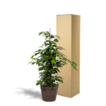 Ficus Benjamina Danielle - Ø21cm - ↕95cm + Cesta Igmar - Imagen 2