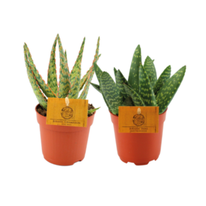 Aloe Duo - 2 unidades - Ø10 -5cm - ↕15cm