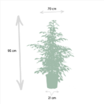 Ficus Benjamina Danielle - Ø21cm - ↕95cm + Ficus Benjamina Twilight - Ø21cm - ↕95cm + Ficus Microcarpa Moclame - Ø21cm - ↕95cm - Imagen 5