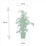 Ficus Benjamina Danielle - Ø21cm - ↕95cm + Ficus Benjamina Twilight - Ø21cm - ↕95cm + Ficus Microcarpa Moclame - Ø21cm - ↕95cm - Imagen 6