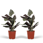 2x Calathea Ornata - Planta del Pavo Real - 50cm - ø14