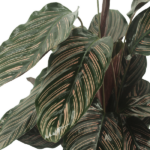 2x Calathea Ornata - Planta del Pavo Real - 50cm - ø14 - Imagen 3