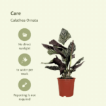2x Calathea Ornata - Planta del Pavo Real - 50cm - ø14 - Imagen 5