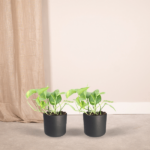 2x Epipremnum Aureum - Scindapsus - 20cm - ø12 - Imagen 2