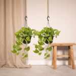 Epipremnum Golden Pothos (Scindapsus) - 2 piezas - Ø15cm - ↕25cm - Imagen 2