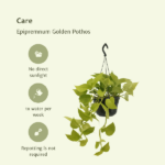 Epipremnum Golden Pothos (Scindapsus) - 2 piezas - Ø15cm - ↕25cm - Imagen 5