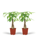 2x Pachira Aquatica - Árbol del Dinero - 50cm - ø14