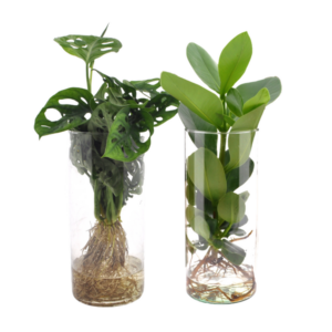 Cilindro de vidrio Duo Monstera/Clusia - 2 piezas - Ø12cm - ↕25-40cm