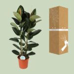 Ficus Elastica Robusta - Ø24cm - ↕110cm - Imagen 3