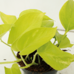 Epipremnum Golden Pothos (Scindapsus) - 4 piezas - Ø12cm - ↕15cm - Imagen 3