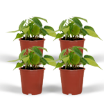 Philodendron Scandens Brasil - 4 piezas - Ø12cm - ↕15cm