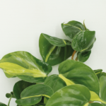 Philodendron Scandens Brasil - 4 piezas - Ø12cm - ↕15cm - Imagen 3