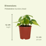 Philodendron Scandens Brasil - 4 piezas - Ø12cm - ↕15cm - Imagen 4