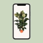 Ficus Elastica Robusta - Ø27cm - ↕115cm - Imagen 4