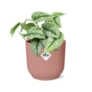 Scindapsus Pictus ‘Trebie’ en ELHO Vibes Fold 14cm rosa