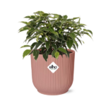 Ficus Benjamina Kinky en ELHO Vibes Fold 14cm rosa