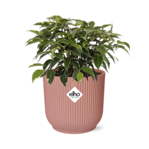 Ficus Benjamina Kinky en ELHO Vibes Fold 14cm rosa