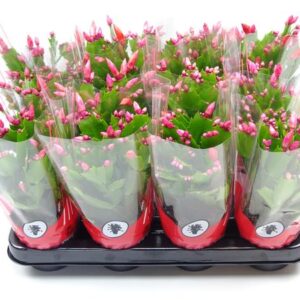 Schlumbergera 9 Cm Rojo - Ø9cm - ↕25cm