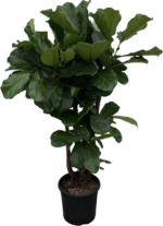 Ficus Lyrata ramificado - 150 cm - ø24 - Imagen 2