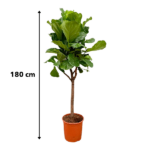 Ficus Lyrata árbol - 180cm - ⌀30 - Imagen 5