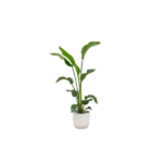 Oferta combinada - Strelitzia Nicolai incluyendo elho Vibes Fold Round blanco Ø22 - 100 cm
