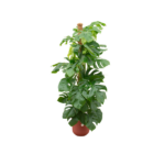 Oferta combinada - Monstera Pertusum XL incluyendo elho Jazz Round rojo Ø26 - 150 cm