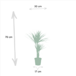 2x Dracaena - ↨90cm - Ø17cm - Imagen 4