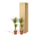 2x Dracaena - ↨90cm - Ø17cm - Imagen 5